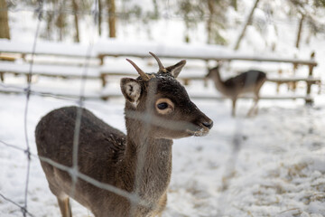 Cute grey deer in a winter zoo