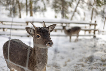 Cute grey deer in a winter zoo