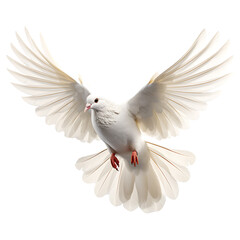 Obraz premium A Flying White Pigeon isolated on transparent background