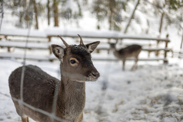 Cute grey deer in a winter zoo