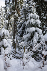 Snow covered pine trees in forest