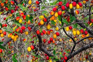 Cashew Tree with Fruit A tropical cashew tree showing vibrant red and yellow cashew apples with attached nuts