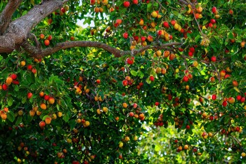 Cashew Tree with Fruit A tropical cashew tree showing vibrant red and yellow cashew apples with attached nuts