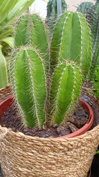 cactus dans un pot, en gros plan