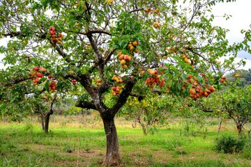 Cashew Tree with Fruit A tropical cashew tree showing vibrant red and yellow cashew apples with attached nuts