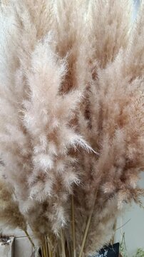 plusieurs tiges d'herbes de pampa, en gros plan