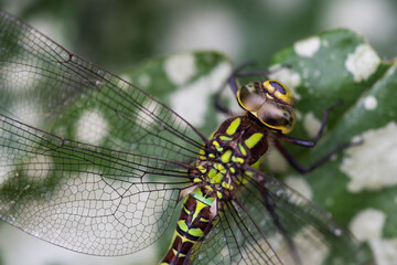 A close-up of a dragonfly with intricate, transparent wings and a vibrant green and black body, perched on a green leaf with white spots.