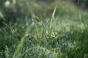 Dew-covered grass blades glisten in the early morning light, with a soft, blurred background creating a serene and fresh atmosphere
