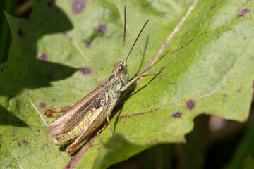 A grasshopper with brown and green coloration is perched on a green leaf with some purple spots, basking in sunlight.