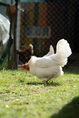 A white chicken with a red comb is pecking at the grass in a sunlit outdoor enclosure, with a wire fence and another chicken in the background