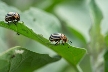 Naklejka premium Two Colorado potato beetles with distinctive black and yellow stripes are on a green leaf, which has some small holes and damage, indicating the beetles' feeding activity.
