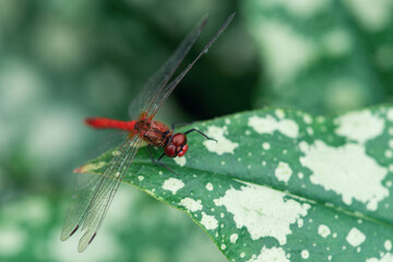 A red dragonfly with transparent wings is perched on a green leaf with white spots, set against a blurred green background