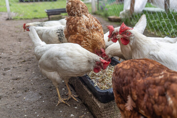 Several chickens, mostly white with some brown, are gathered around a black feeding tray eating. The scene is set in a rustic outdoor area with a wooden structure in the background.