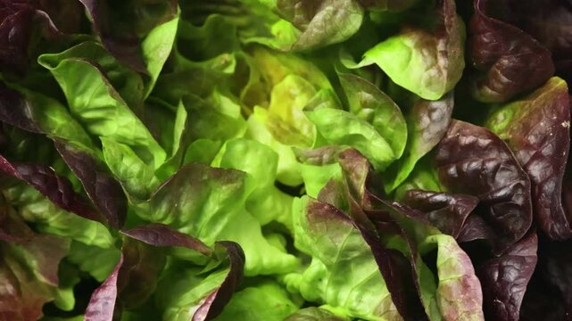 salade laitue rouge en gros plan