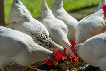 Several chickens, both white and brown, are gathered around a black feeding tray, pecking at the food inside it, in an outdoor