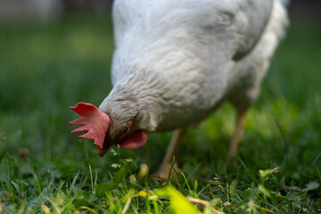 Chicken are pecking at the grass in a fenced area with a blurred background