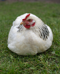 White chicken with red combs are lying on the grass, seemingly resting or sunbathing
