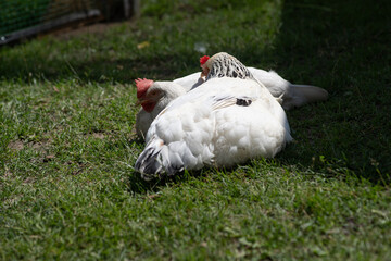 Two white chickens with red combs are lying on the grass, seemingly resting or sunbathing, with one...