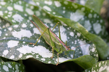 A green katydid with long antennae rests on a green leaf with white spots, blending into its natural environment.