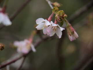3月に咲いたピンク色で可愛らしいオクチョウジザクラ（奥丁字桜）