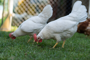 Chicken are pecking at the grass in a fenced area with a blurred background