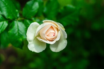 A pale pink rosebud gently unfolds, its petals soft, nestled amongst vibrant green leaves.