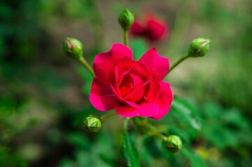 A single, fully bloomed, dark pink rose Dinky with several closed buds on a stem