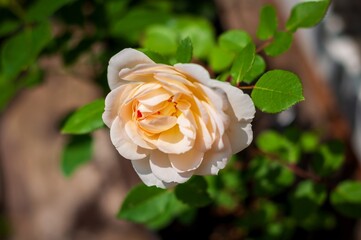 A delicate peach-colored rose in full bloom, its petals gently unfurling in the sunlight