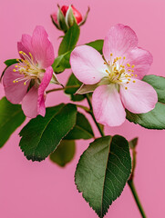 Rosehip sprig with pink flowers, buds and green leaves on a pink background. Spring wild flower close up.	