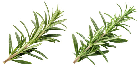 Fresh rosemary herb sprigs, culinary plant, aromatic seasoning, green leaves, healthy cooking