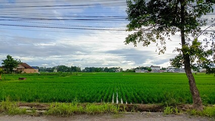 Lush green rice field under a cloudy sky, showcasing rural tranquility and agricultural beauty