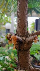 Close-up of tree resin oozing from a trunk, set against a lush garden backdrop