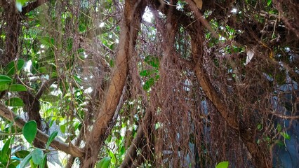 Intricate network of tree roots intertwining with lush green foliage, illustrating the beauty of nature's resilience