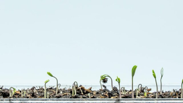 Timelapse of tomato seedlings sprouting. The plants are all at different stages of growth, with some still in the seedling stage and others already sprouting. The container is clear