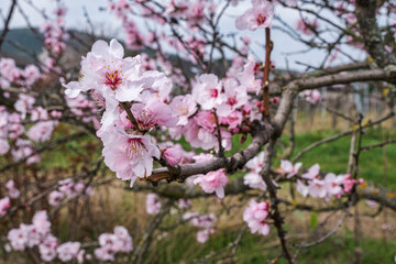 Close-up of pink almond blossoms in the Palatinate