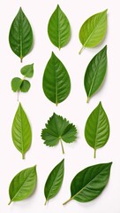 Green leaf illustration for organic eco-friendly vegan and sustainable branding