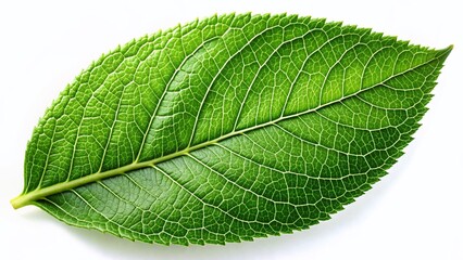 Single Green Leaf on White Background: Aerial Drone Photography