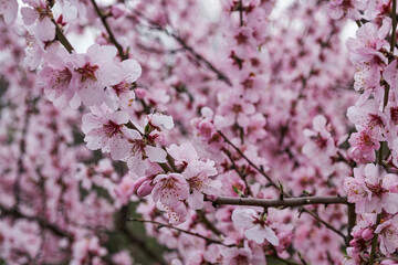Close-up of pink almond blossoms in the Palatinate