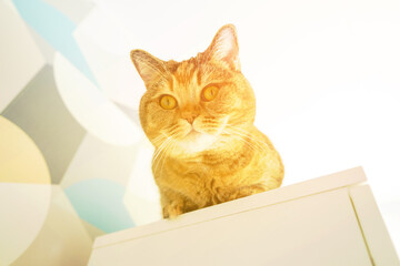 Fototapete bei efototapeten.de bestellen   