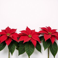 Isolated arrangement of a single Poinsettia flower cluster on snowy-white background