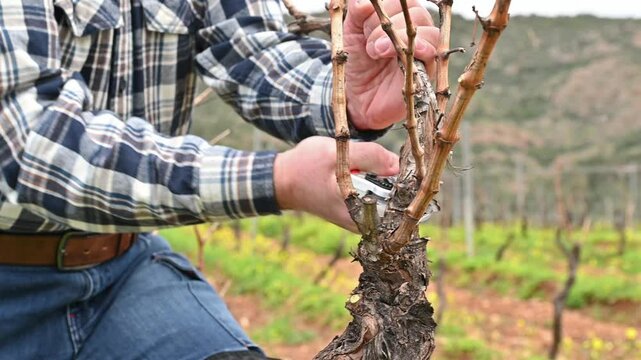 Close-up of the hands of the winemaker pruning the vineyard with professional steel scissors. Traditional agriculture. Winter pruning, Guyot method. Footage.