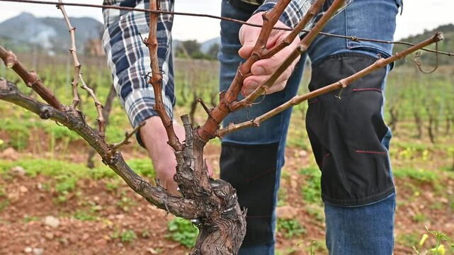 Close-up of the hands of the winemaker pruning the vineyard with professional steel scissors. Traditional agriculture. Winter pruning, Guyot method. Footage.