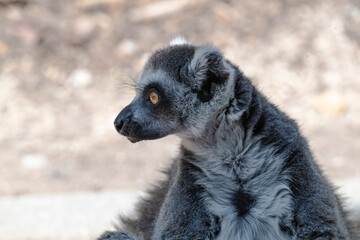 photographs of a lemur in nature, natural habitat