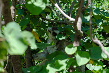 photographs of a lemur in nature, natural habitat