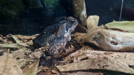 Frog resting in terrarium showcasing exotic pets and their natural habitats Frog highlights beauty of amphibians in controlled environment Frog care and exploration of unique ecosystems in terrariums