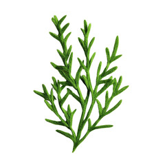Obraz premium A vibrant green sprig of herb showcasing detailed leaves and natural texture., isolated on a transparent background.