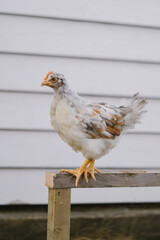 Swedish flower hen 5 weeks 