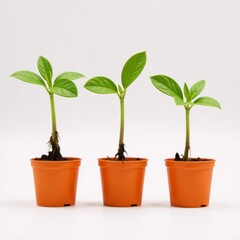 Obraz premium Three young lush green plants flourishing in colorful orange pots represent sustainable growth set amidst a pristine white backdrop