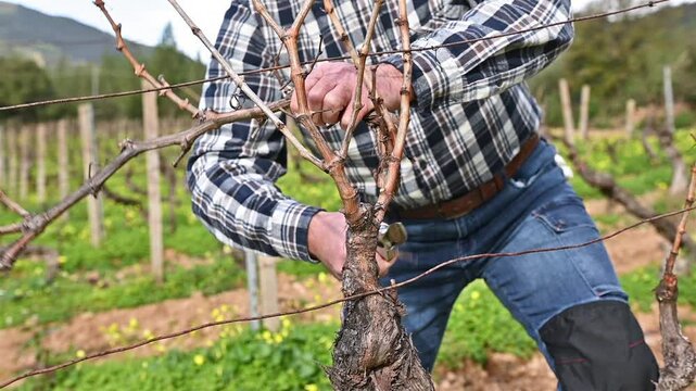 Close-up of the hands of the winemaker pruning the vineyard with professional steel scissors. Traditional agriculture. Winter pruning, Guyot method. Footage.