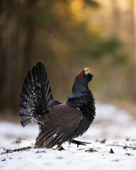 Western capercaillie on snow at sunrise